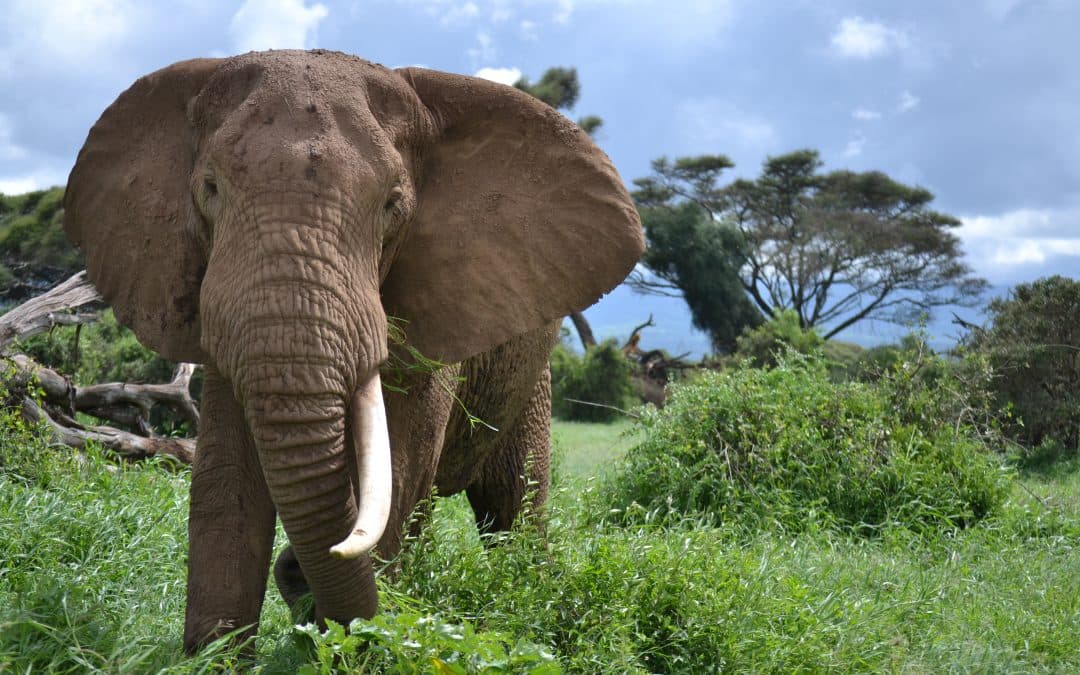 Evolutionary Insights into Cancer Resistance