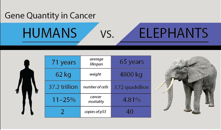 Potential relation between TP53 and rate of cancer
