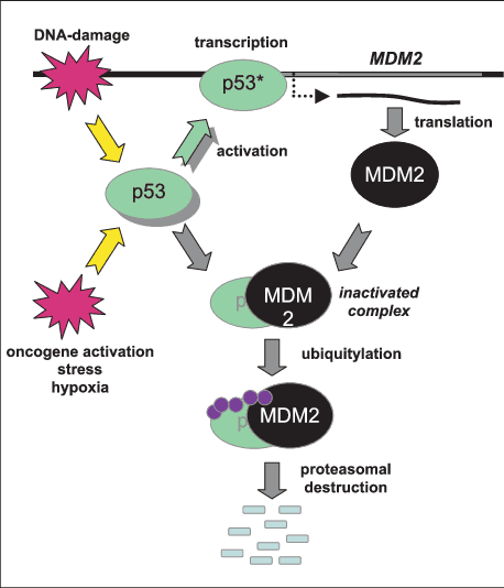 Enhanced p53 Isoforms in Elephants