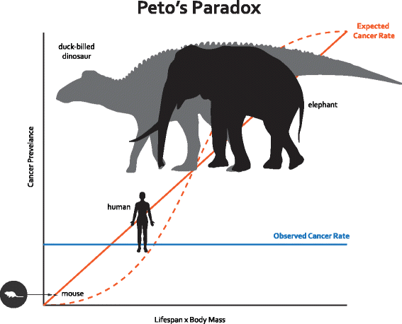 Peto's Paradox